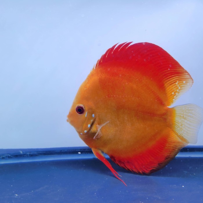 26 Varian Ikan Discus yang Mempesona (Part 1)