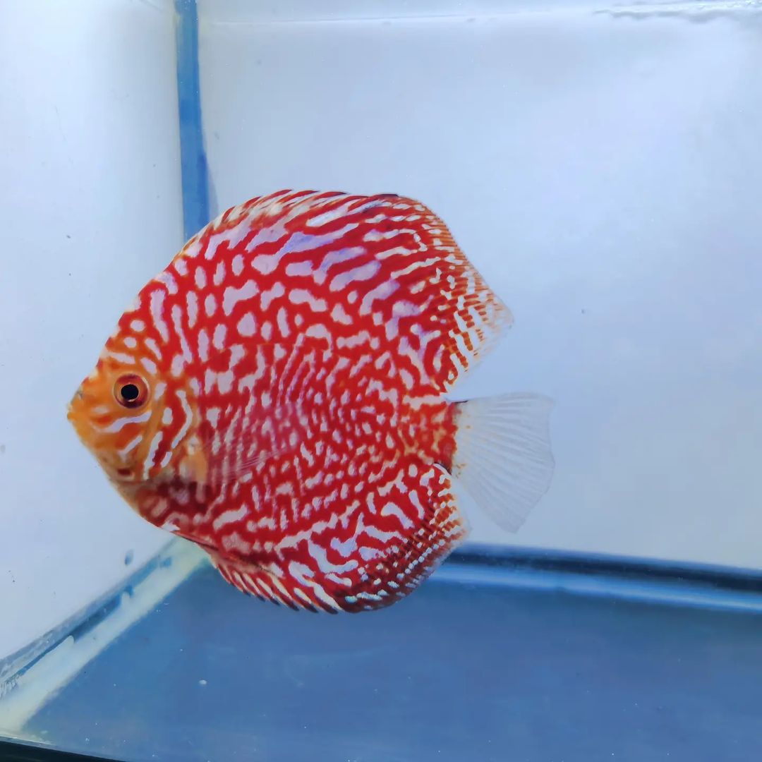 26 Varian Ikan Discus yang Mempesona (Part 2)