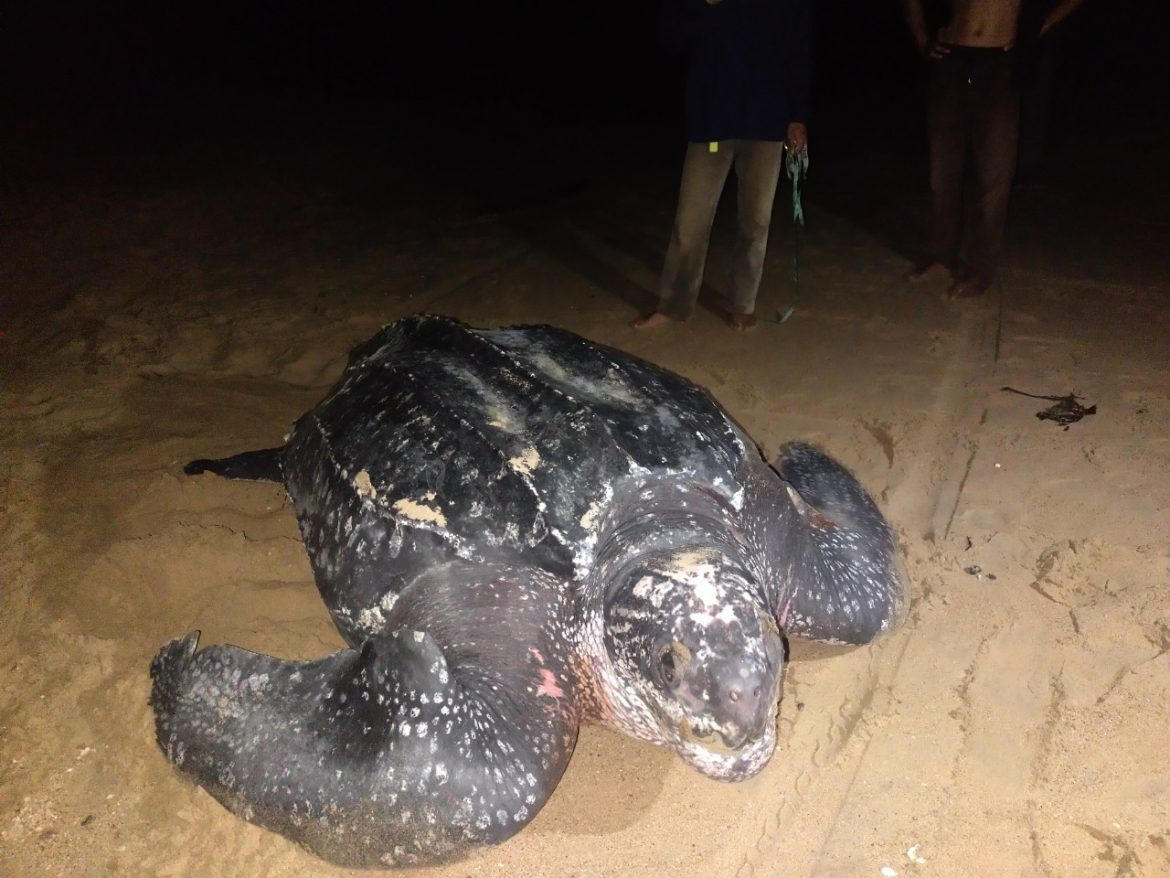 Unik dan Langka, Penyu Terbesar di Dunia Muncul di Pantai Paloh