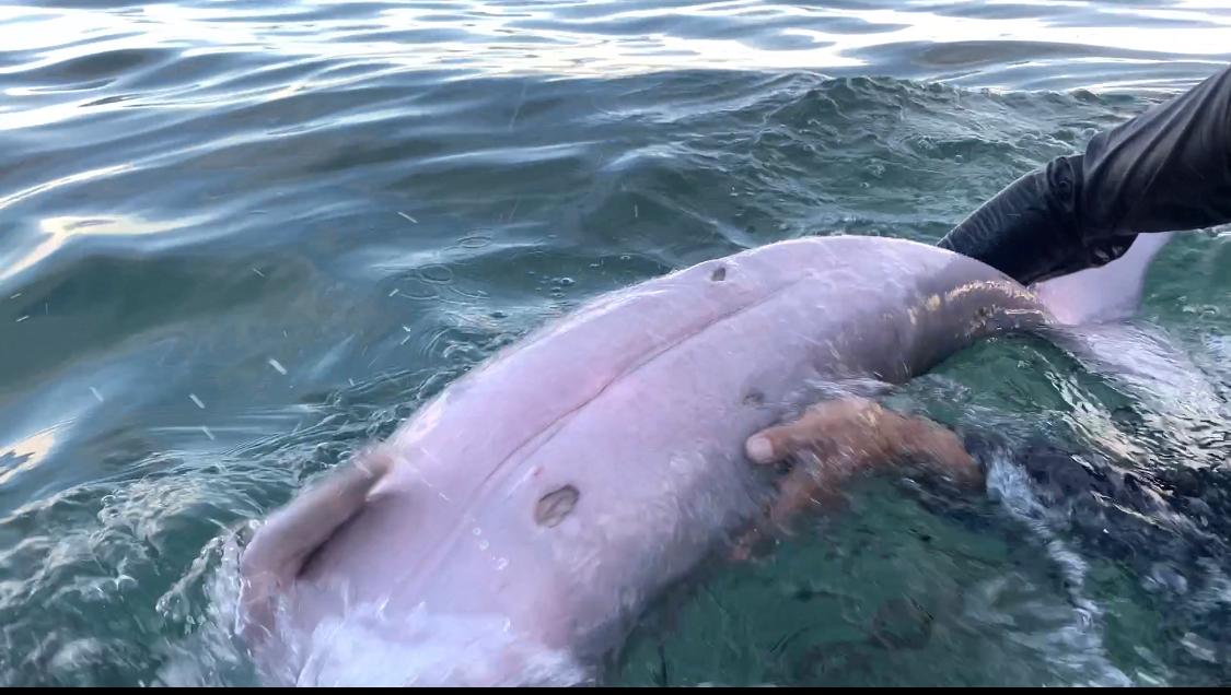 Penyelamatan Dramatis Bayi Dugong Terdampar Penuh Luka