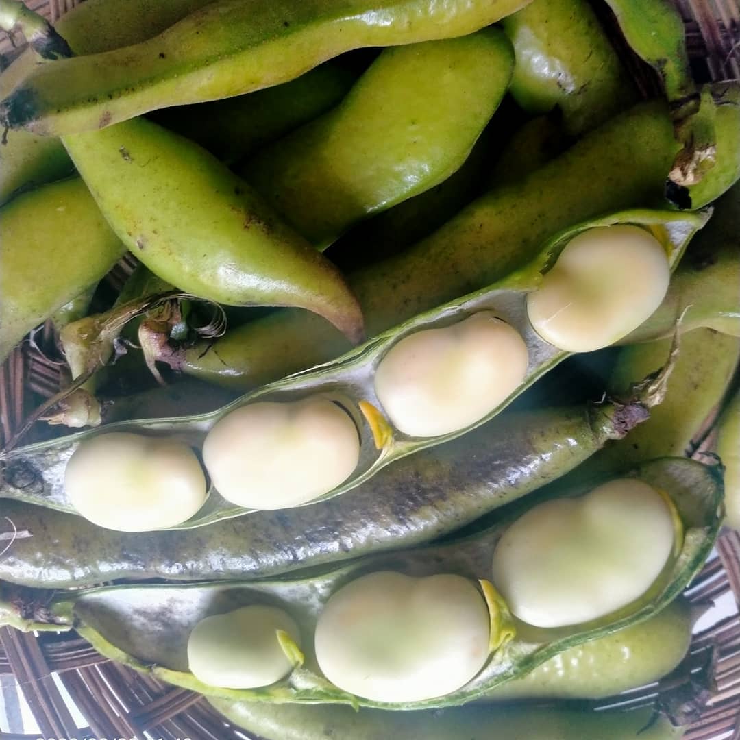 Kacang Babi. Source IG @emilfransisca