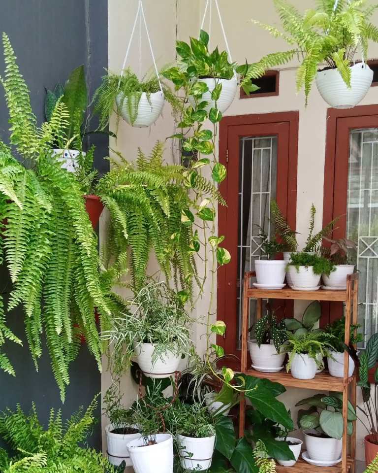 Memelihara tanaman di rumah dapat menahan panas matahari yang masuk ke dalam rumah. Gambar Instagram @kakpit_06