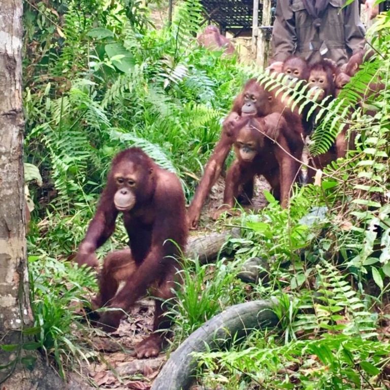 Para Orangutan di Borneo Orangutan Survival. Pict by IG @bos_uk